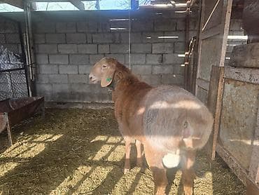 Иттер: Сатам | Кочкор (эркек) | Көбөйтүү үчүн | Жасалма жол менен боозутуу — 3