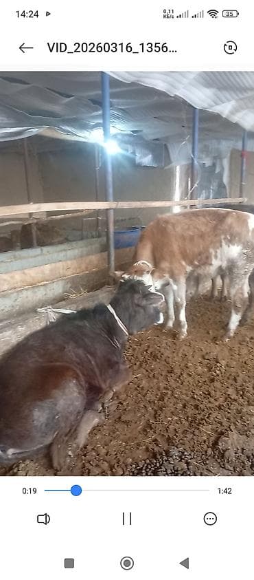 бетонные кормушки: Продаю | Музоо, торпок — 3