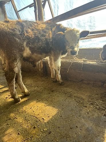 Корма для с/х животных: Продаю | Бык (самец) | Полукровка | На откорм | Привязанные — 2