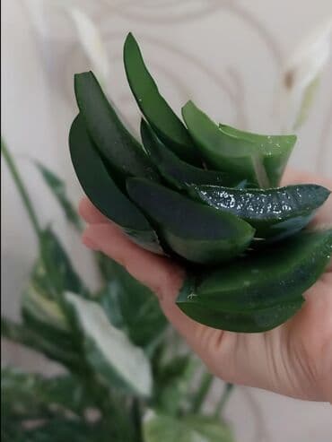 алоэ вера форевер: "Алоэ-Вера" Продаю бoльшой Алоэ-Вера 🌱 Вoзрaст: - 5ти летки. В — 9