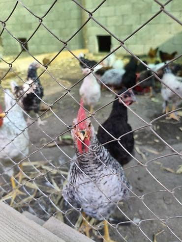 китайский куры: Продаю | Куры | Несушки — 3