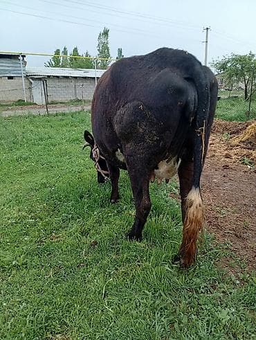 Үй жаныбарлары: Сатам | Уй (ургаачы) | Сүт алуу үчүн | Байланган — 4