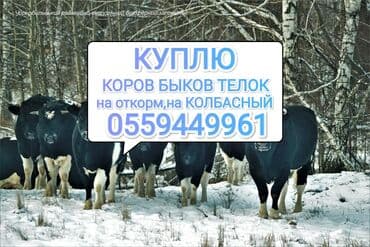 корма для сх животных: Куплю | Коровы, быки, Лошади, кони, Другие с/х животные | Забитый, На забой, на мясо, Самовывоз — 1