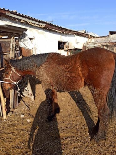 собака долматинец: Продаю | Конь (самец) | Рабочий | Племенные — 5