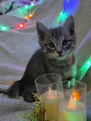 котята сибирской кошки: Котята, домашние, короткошёрстные. - Пол: Две девочки и два мальчика — 6