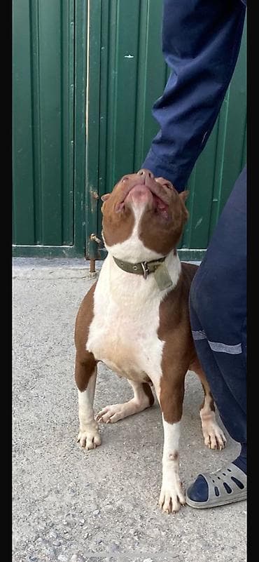 собака маленькая: Американский булли (тип Pocket/Standard) — породистые кобели с ярко — 3