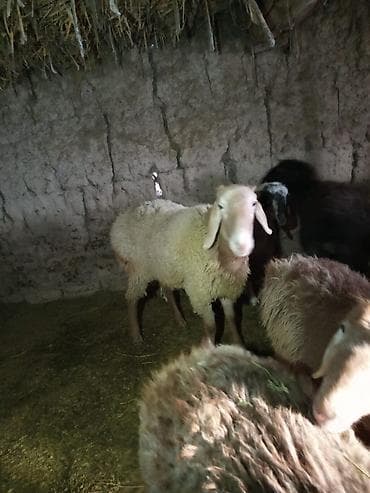 гус: Продаю | Баран (самец) | Для разведения — 2