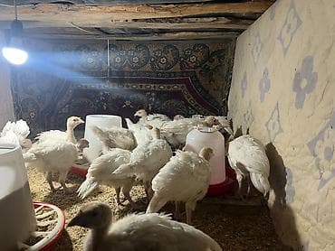 Продаю | Индюшата | Бройлерная | На забой at lalafo.kg Продаю | Индюшата | Бройлерная | На забой