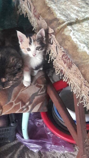 продажа домашних животных: 3 айлык, Ургаачы, Лотокко барууга үйрөтүлгөн, Курттардан тазаланган — 2