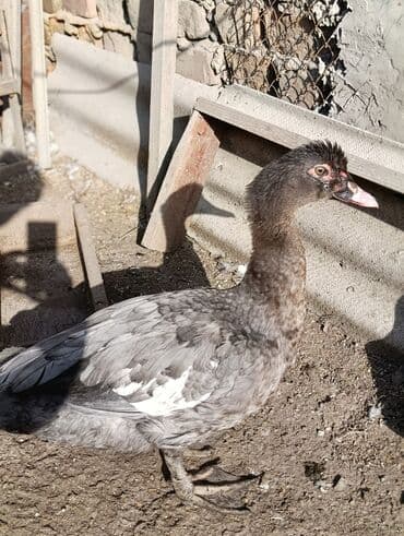 куры доминанты: Мускусные утки (индоутки), разные окрасы.Тяжёлая линия.Селезни 5 шт - — 1