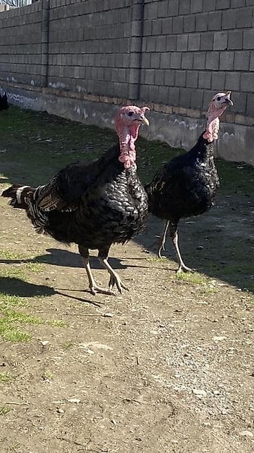 мала сатылат: Сатам | Эркек күрп | Көбөйтүү үчүн | Асыл тукумдуу — 3