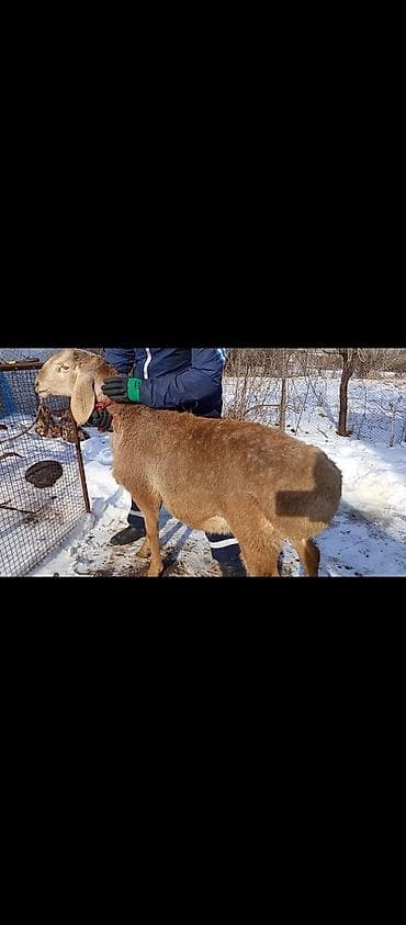 Продаю | Баран (самец) | Долан | Для разведения | Племенные