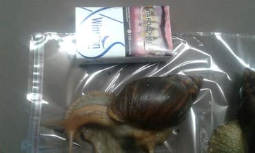 Грызуны: Ахатины .разного возраста .Проглистованы.Здоровые.Активные. Есть4 — 8