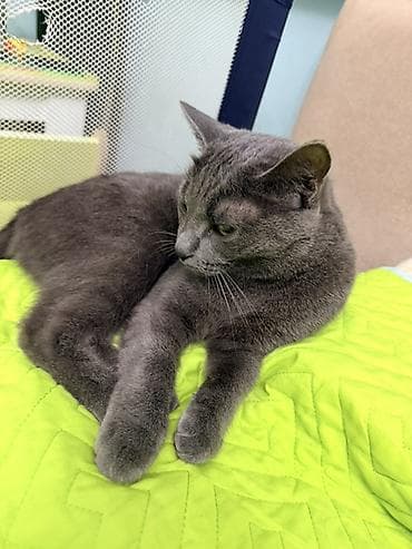 scottish fold: Кошка даром: Русская голубая, Девочка, Приучена к лотку — 1