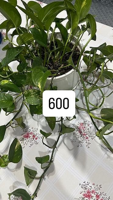 комнатные цветы фикус: Эпипремнум (Scindapsus, “плющ-потос”) в горшках. Варианты: - Куст с — 2