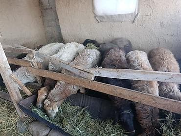 ппу ульи: Продаю | Овца (самка) | Для разведения | Матка — 5