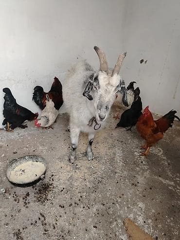 коза для молока: Продаю | Коза (самка), Козлёнок | Для разведения, Для молока | Котные — 5