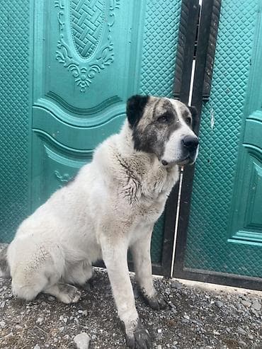 ит алабай: Крупная сторожевая собака, типаж среднеазиатской овчарки (алабай). - — 1