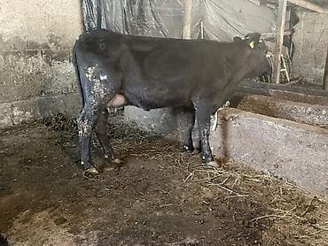 хайлайн соня: Продаю | Корова (самка), Тёлка | Для разведения — 2