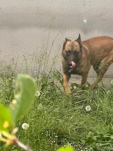 малинуа бельгийская овчарка: Бельгийская овчарка, 8 месяцев, Самка — 2