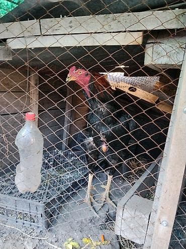 курица черная: Продаю | Петух | Бойцовая | Для разведения — 4