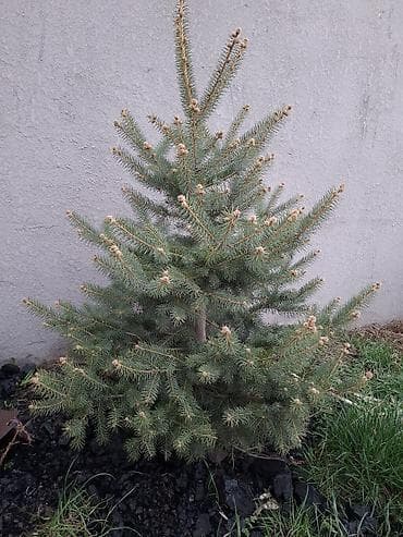 саженцы деревьев: Сосна обыкновенная и ель колючая (голубая) — саженцы для озеленения — 3