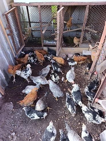 куры бройлерные: Продаю | Цыплята — 2