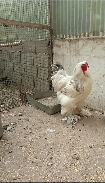 петух брама цена: Продаю цыплят от элитной чистокровной светло голубой брамы гигант — 2