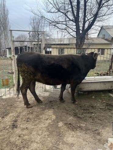 померанский мини шпиц: Продаю | Корова (самка) | Для молока | Привязанные — 5