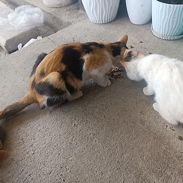 Кошку и котенка. отдам даром. хорошие руки