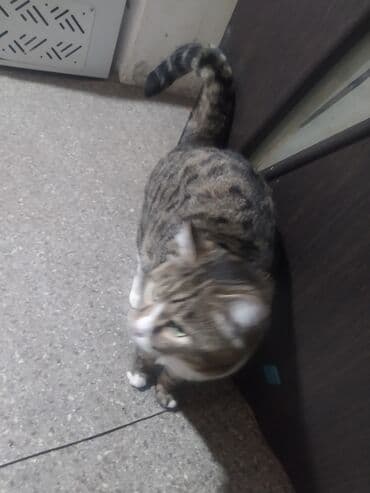 Беспородная, 1 год, Мальчик, Метис, Приучена к лотку, Проглистована