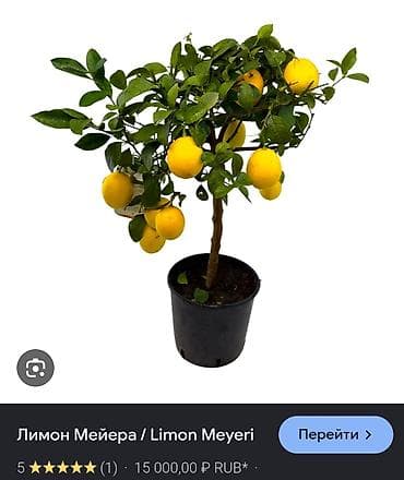 комнатный лимон: Лимон Мейера (Limon Meyeri) в горшке - Компактное цитрусовое дерево — 1
