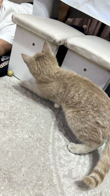 купить клетку для кролика бу: 4 месяца, Девочка — 2