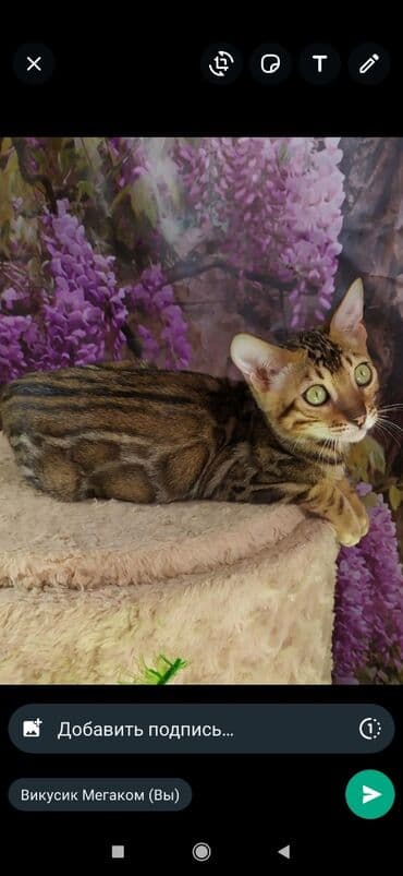 бенгальский леопардовый кот: Друзья !! в проф питомнике Бен Гла Мур новые детки .Бенгальские котята — 6