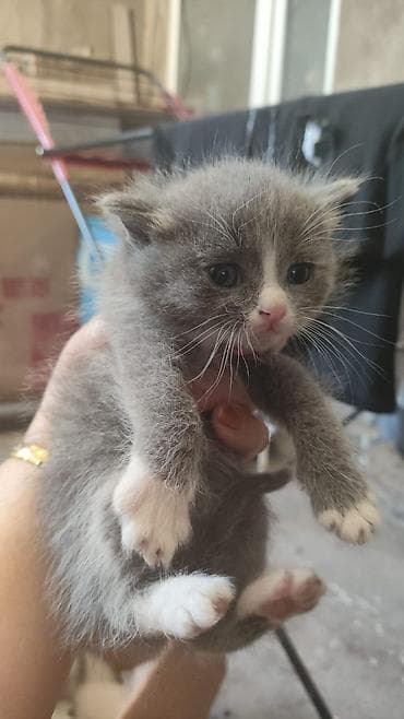 сухое молоко для котенка: Скотиш Страйт (Шотландская прямоухая), 1 месяц, Мальчик, Метис — 2