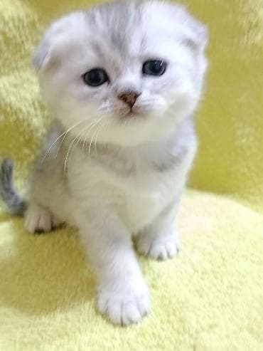 попугай бишкек цена: Скотиш Фолд (Шотландская вислоухая), 1 месяц, Мальчик, Золотая шиншилла, Приучена к лотку, Проглистована — 2