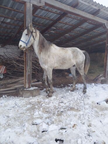 Продаю | Конь (самец) | Конный спорт | Мерин