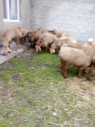 тазы собака: Сатам | Кочкор (эркек) | Көбөйтүү үчүн — 10