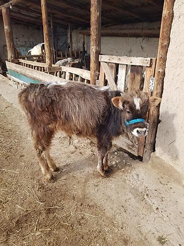 Животные: Продаю | Бык (самец) — 1