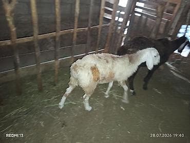 продам кента: Продаю | Овца (самка) | Для разведения | Ярка — 4