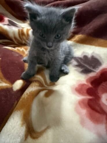 шотландский вислоухий котенок: Котята, домашнего выращивания. Описание: - Помёт разного окраса — 5