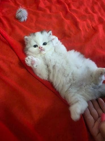 персидский кот цена: Перситские котята от длинношёрстной перситской кошки с окраcом белый — 2