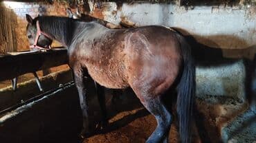 продаю в связи переездом: Продаю | Кобыла (самка) | Для разведения — 8