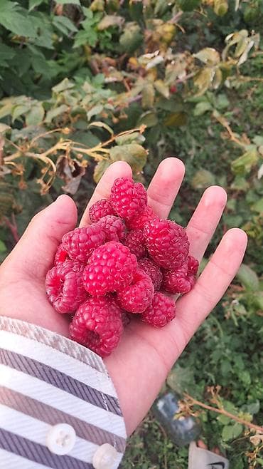 малиновое: Малина — 8