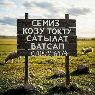 тайган собака цена бишкек: Сатам | Козу | Союуга — 1