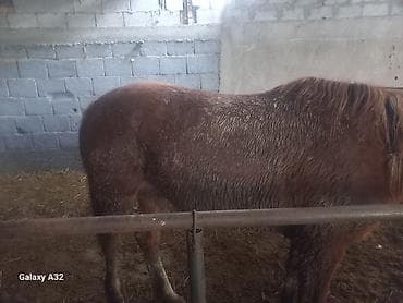 телята бельгиец: Продаю | Кобыла (самка) — 3