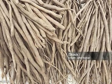 козий сыр: Спаржа. Саженцы спаржи. Спаржа корневища. Спаржа корни. Для — 3