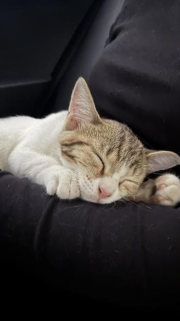 Котёнок, полосато-белый окрас (табби с белым), короткошёрстный
