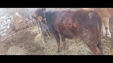 продаю кукруза: Продаю | Тёлка | Алатауская | На откорм | Привязанные — 2