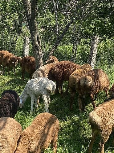 меняю на баран: Продаю | Баран (самец) | Гиссарская, Арашан — 6
